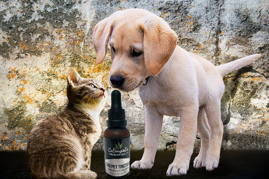Pet Tincture CBD Hemp Animal (Cats/Dogs) 500 mg